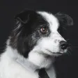 Cookie, ein schwarz-weißer Hund mit Krawatte